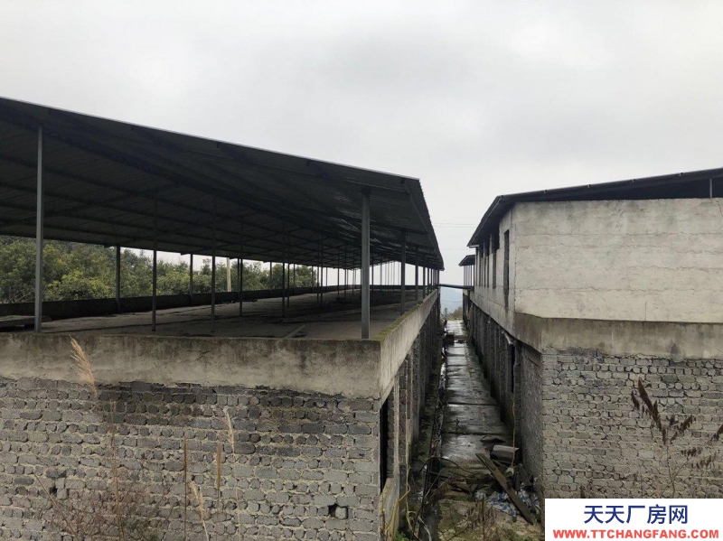 本廠房低價出售，三相電齊全，可用作養殖或加工