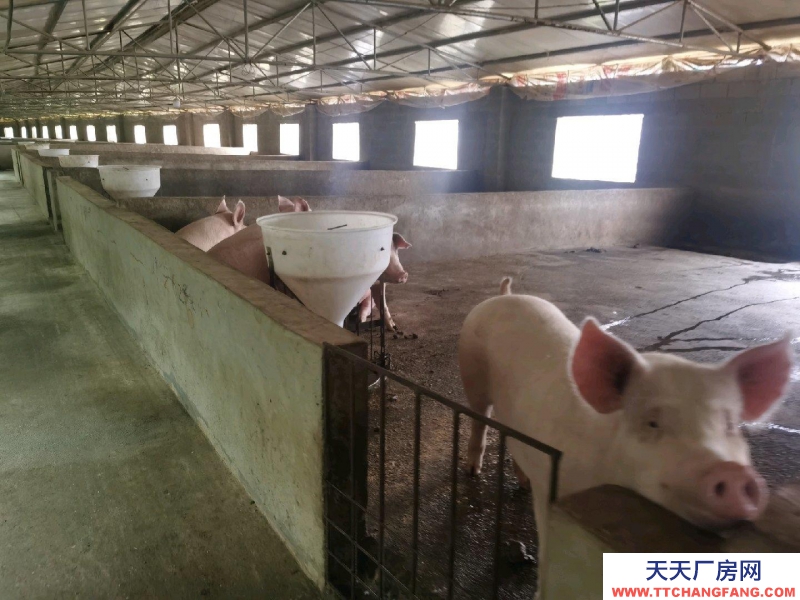 (出租) 養豬場出租，水電齊全，自己的養豬場，帶有120平米住房