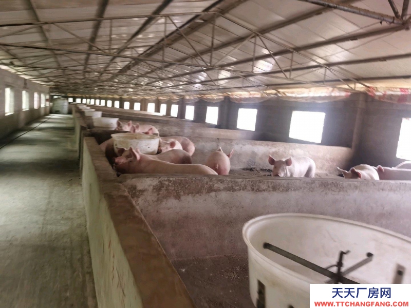 (出租) 養豬場出租，水電齊全，自己的養豬場，帶有120平米住房