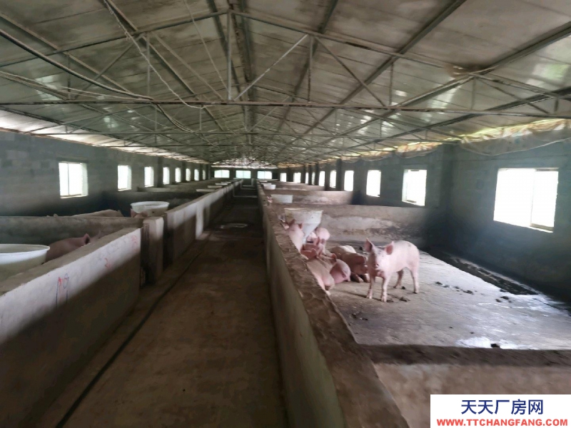(出租) 養豬場出租，水電齊全，自己的養豬場，帶有120平米住房
