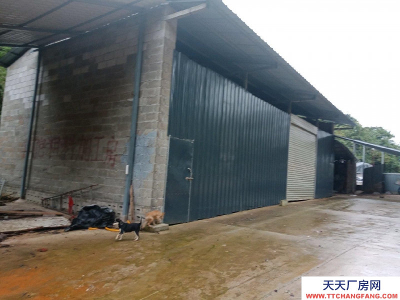 (出租) 本場地可規模養殖牛，農產品加工，房內可建冷庫及食用菌加工房