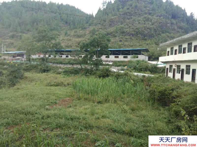 (出租) 養牛場200頭規模，辦公宿舍樓一棟，通路牧場100畝