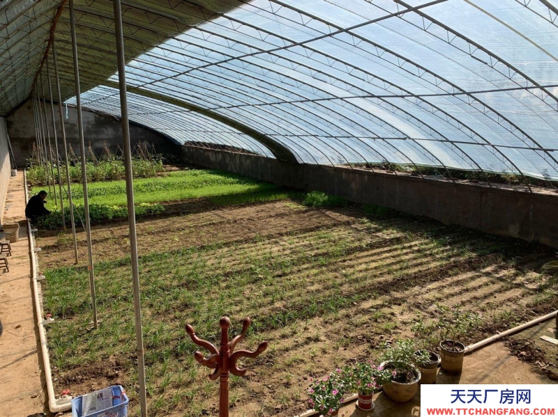 石家莊長安溫室大棚，果樹園，羊圈牛棚雞舍等