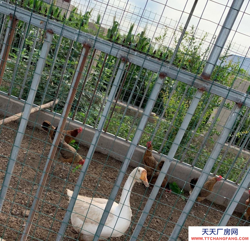 石家莊長安溫室大棚，果樹園，羊圈牛棚雞舍等