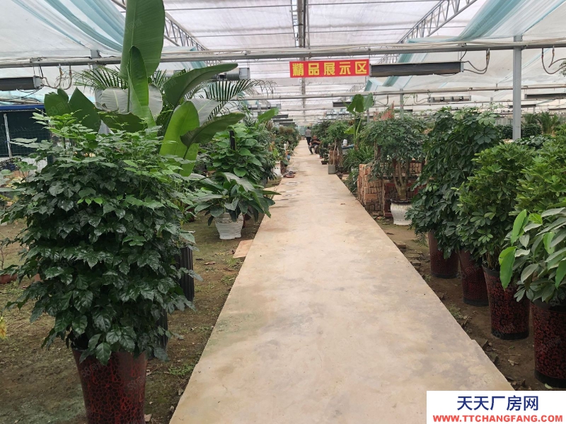 濟南長清平安北路獨門大院溫室培育基地場地倉庫出租