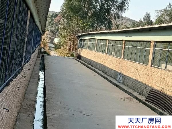 (出租) 大型標準化養豬場出租