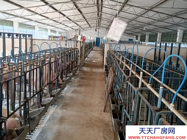 (出租) 大型標準化養豬場出租