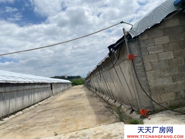 (出租) 紅河自己養(yǎng)雞，了，交通水電都方便，周邊無污染環(huán)境