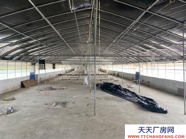 (出租) 紅河自己養雞，了，交通水電都方便，周邊無污染環境