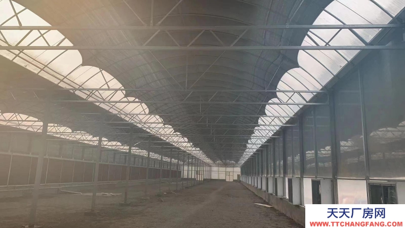 淄博淄川地鋼結構大棚一個，110*25米。可做廠房也可當大棚用