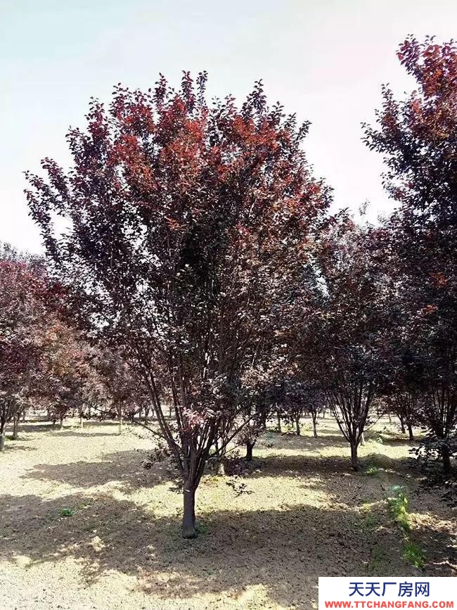 (出租) 益通天然氣加氣站對面