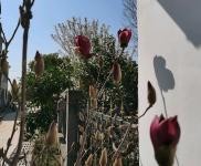 (出售) 襄陽棗陽廠房一棟，獨立小院一棟人，有三項電有基井