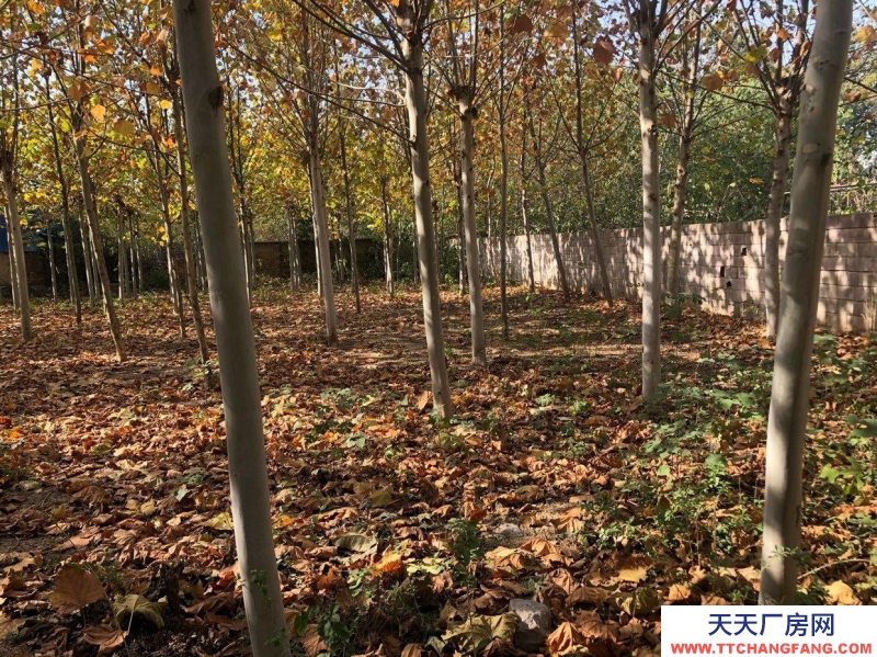 棗莊滕州學校院子，6間廠房，6.5畝大院價格面議