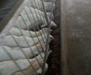 (出售) 十堰茅箭養殖場，圈養也可以放養，養羊能上一千頭以上