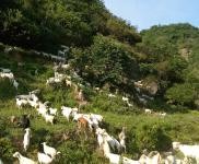 (出售) 養(yǎng)殖場，圈養(yǎng)也可以放養(yǎng)，養(yǎng)羊能上一千頭以上