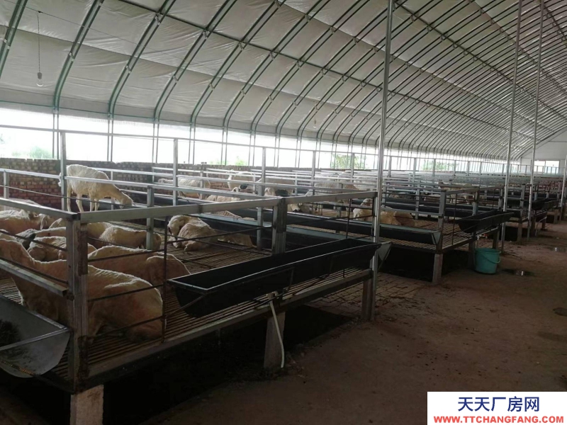 (出租) 出租高床羊場(chǎng)廠房（養(yǎng)殖設(shè)備齊全）