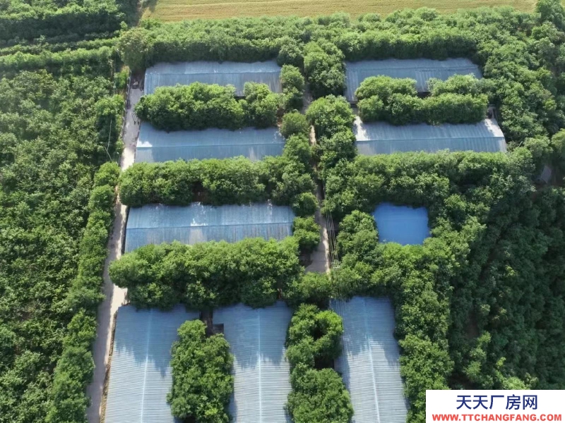 (出租) 咸陽淳化大型現代化豬舍出租。