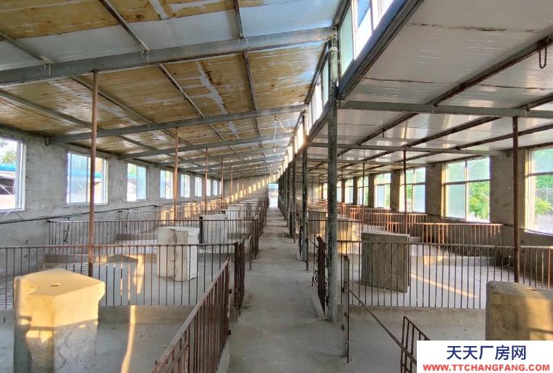 泰安新泰中型養(yǎng)殖場(chǎng)，自動(dòng)化圈舍，帶自動(dòng)飲水設(shè)備