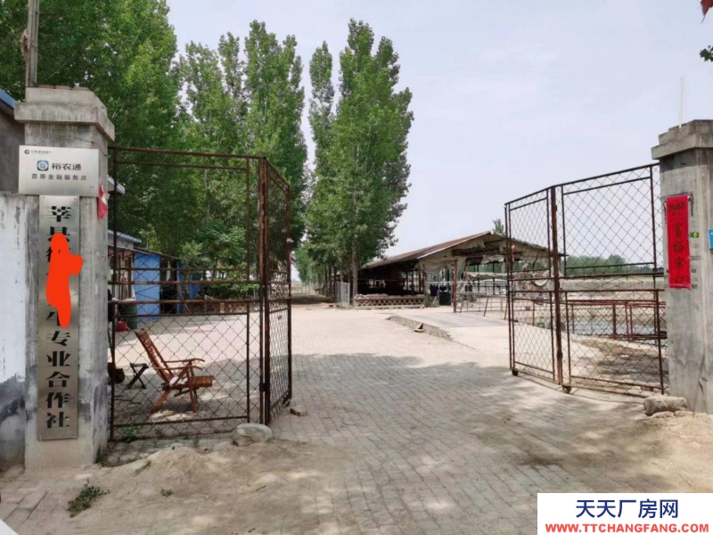 聊城莘縣出租柿子園鎮大型養殖牛場