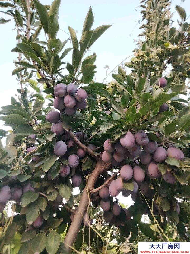 (出租) 整租，果園，超大場地，價格適合水電齊全