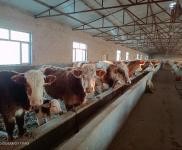 (出租) 自家養殖場地出租，在營狀態