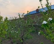 (出售) 使用權(quán)7000平米土地果園出售出租