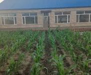 (出售) 農(nóng)村住宅，院子800多平，有三間倉房