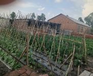 (出售) 農(nóng)村住宅，院子800多平，有三間倉(cāng)房