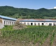 (出售) 低價出售，出租蛟河市慶嶺鎮靠江村小學廠房出租出售