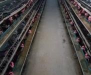 (出售)舒蘭 養雞場出售、轉讓，占地面積6000平