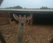 (出售) 公主嶺鹿場 離和平不遠 價格面議 有想買的聯系