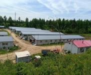 (出租) 東豐占地三萬平,有多間育豬廠房自動化設備,大片空地!