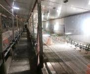 (出租) 寧江自己家地里蓋的雞舍出租