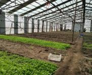 (出租)前郭 出租大棚1000，可做養(yǎng)殖，種植，鮮豐村，外帶地,有三項電，