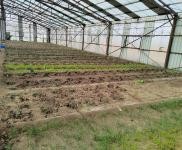 (出租)前郭 出租大棚1000，可做養(yǎng)殖，種植，鮮豐村，外帶地,有三項電，