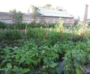 (出租)洮北新四中北民樂村(糧庫后院 廠房 3000平米