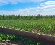 (出售) 通榆耕地三晌，樹地十余晌，養殖戶的