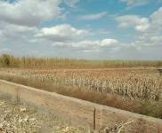 (出售) 出售白城自家農場，通榆興隆山