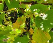 (出售)延邊和龍 曬明太魚，明太魚絲加工廠