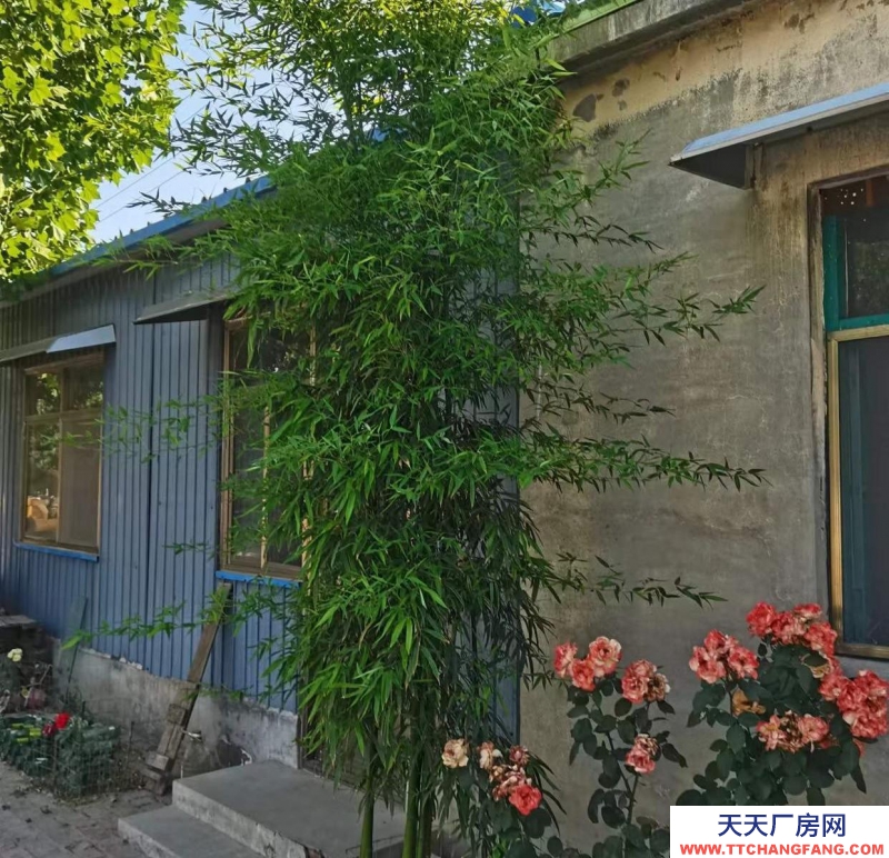 邢臺 威縣 (出租) 大廣高速下道口附近精裝大院出租