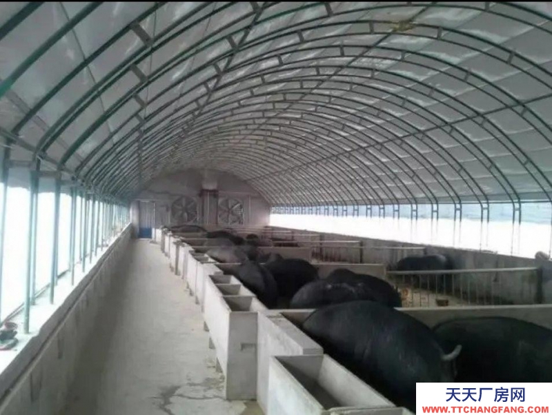 滄州 鹽山(出租) 豬棚出租 1500平，代養豬苗