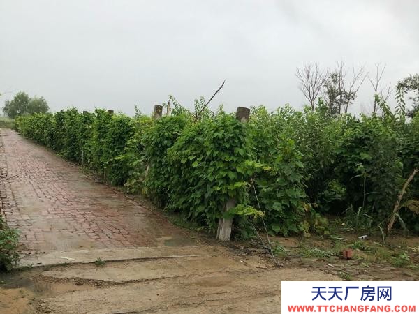 鐵峰有住房3間，倉房一百五平，前后院子近2千平，果樹一百來棵