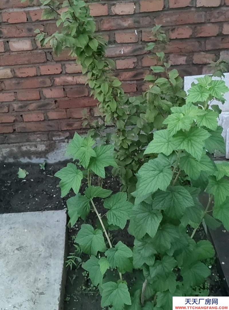 (出售) 河東門市55.5萬 塔拉平房26萬