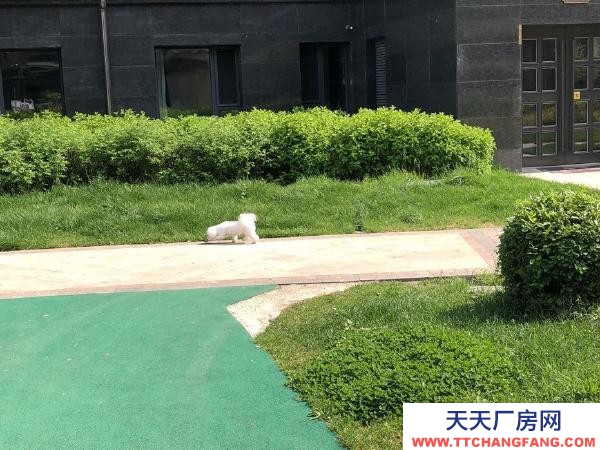 東安養殖場出租 可適用于養豬 養雞