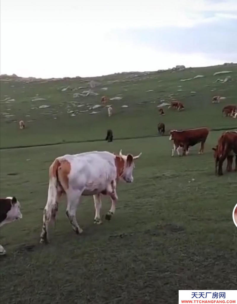 (出售) 烏蘭察布兩畝半大院廠房手續集寧機場北3公里大十號村